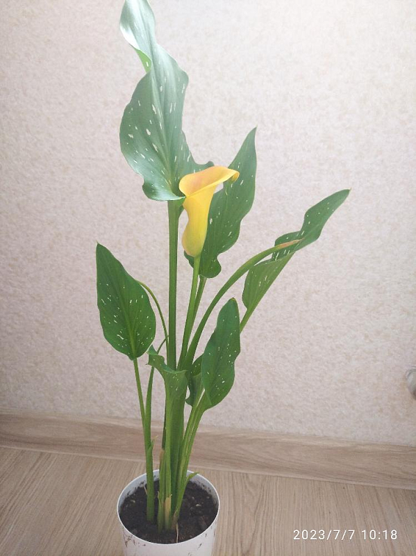 Калла Оранж Каунти 1 уп. (2 шт.)